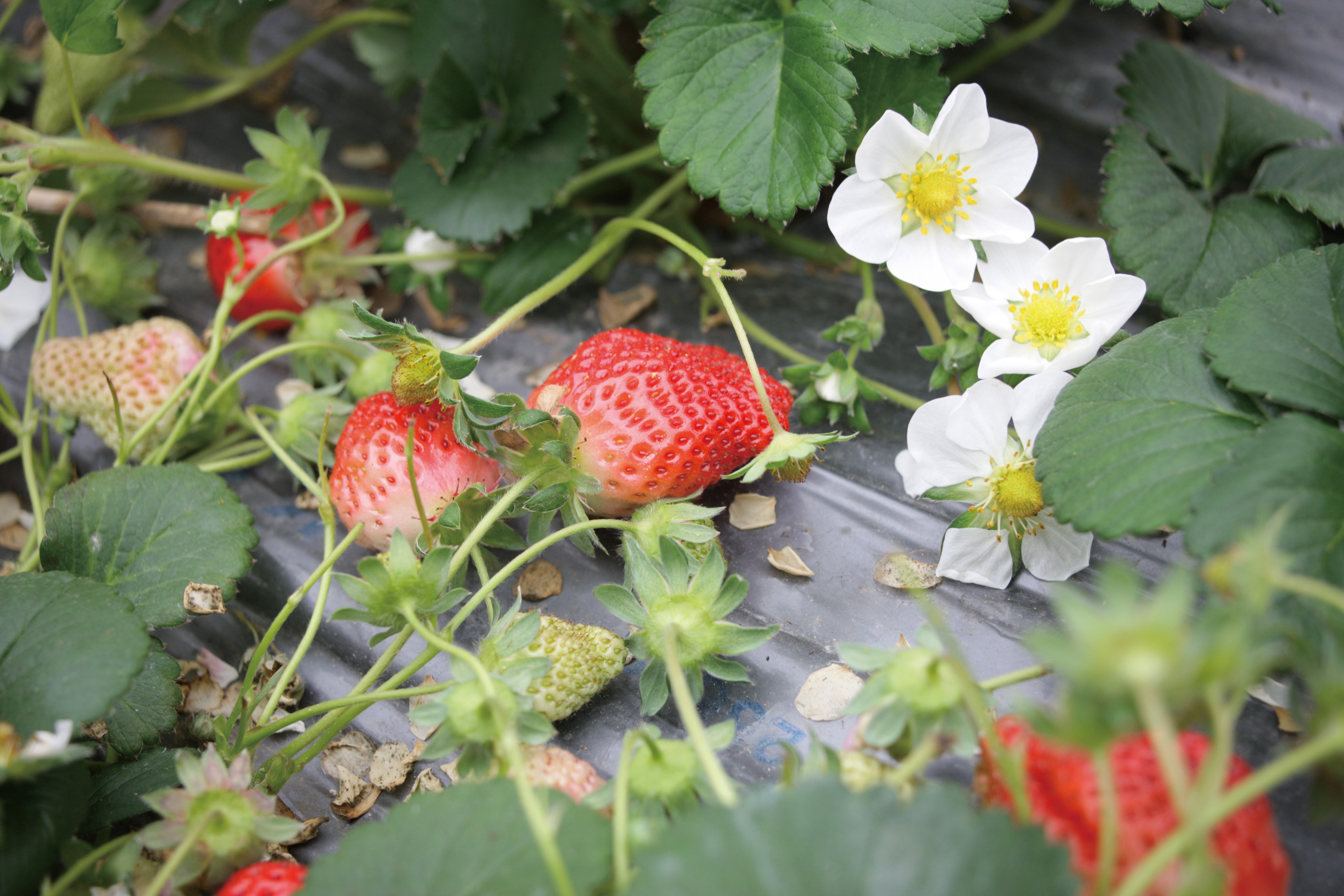 いちご大福のいちご