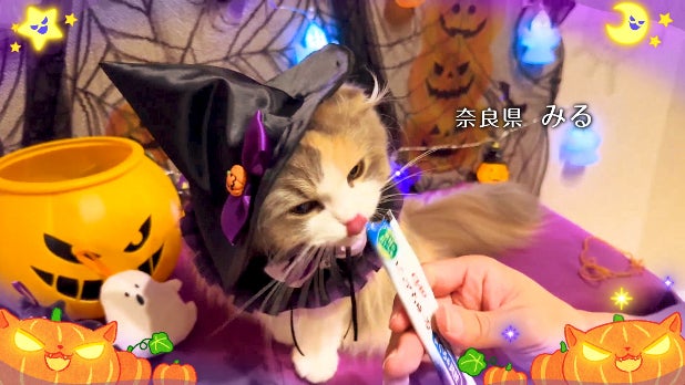 いなばペットフード 「ちゅ~る」ハロウィンTVCM動画、猫ちゃん第二弾 いなばペットフード 「ちゅ~る」ハロウィンTVCM動画、猫ちゃん第二弾