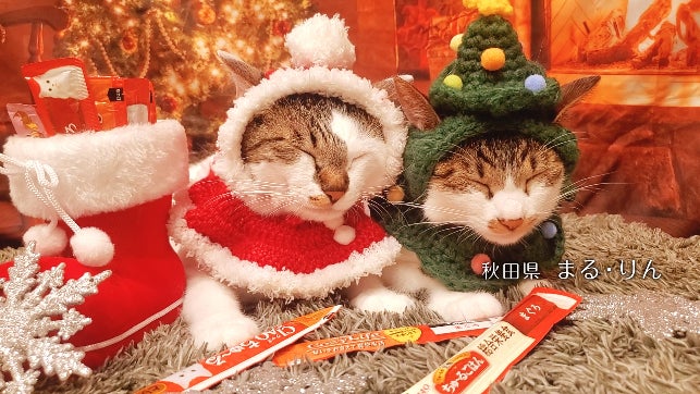 いなばペットフード 全国の猫ちゃんが登場!「ちゅ~る」クリスマス いなばペットフード 全国の猫ちゃんが登場!「ちゅ~る」クリスマス
