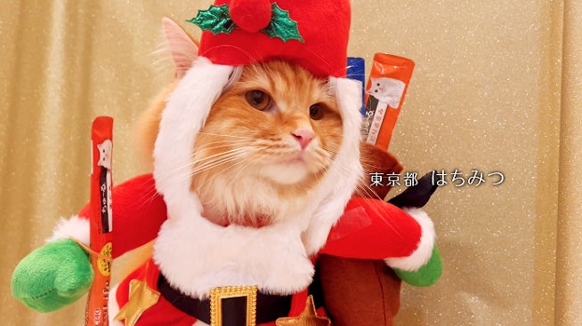 いなばペットフード 全国の猫ちゃんが登場!「ちゅ~る」クリスマス いなばペットフード 全国の猫ちゃんが登場!「ちゅ~る」クリスマス
