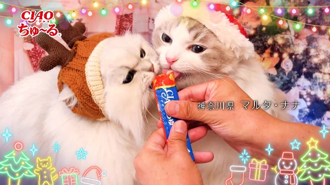 いなばペットフード 全国の猫ちゃんが登場!「ちゅ~る」クリスマス いなばペットフード 全国の猫ちゃんが登場!「ちゅ~る」クリスマス