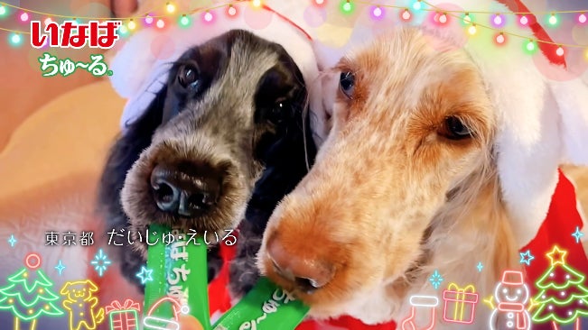 いなばペットフード 全国のわんちゃんが登場!「ちゅ~る」クリスマス いなばペットフード 全国のわんちゃんが登場!「ちゅ~る」クリスマス
