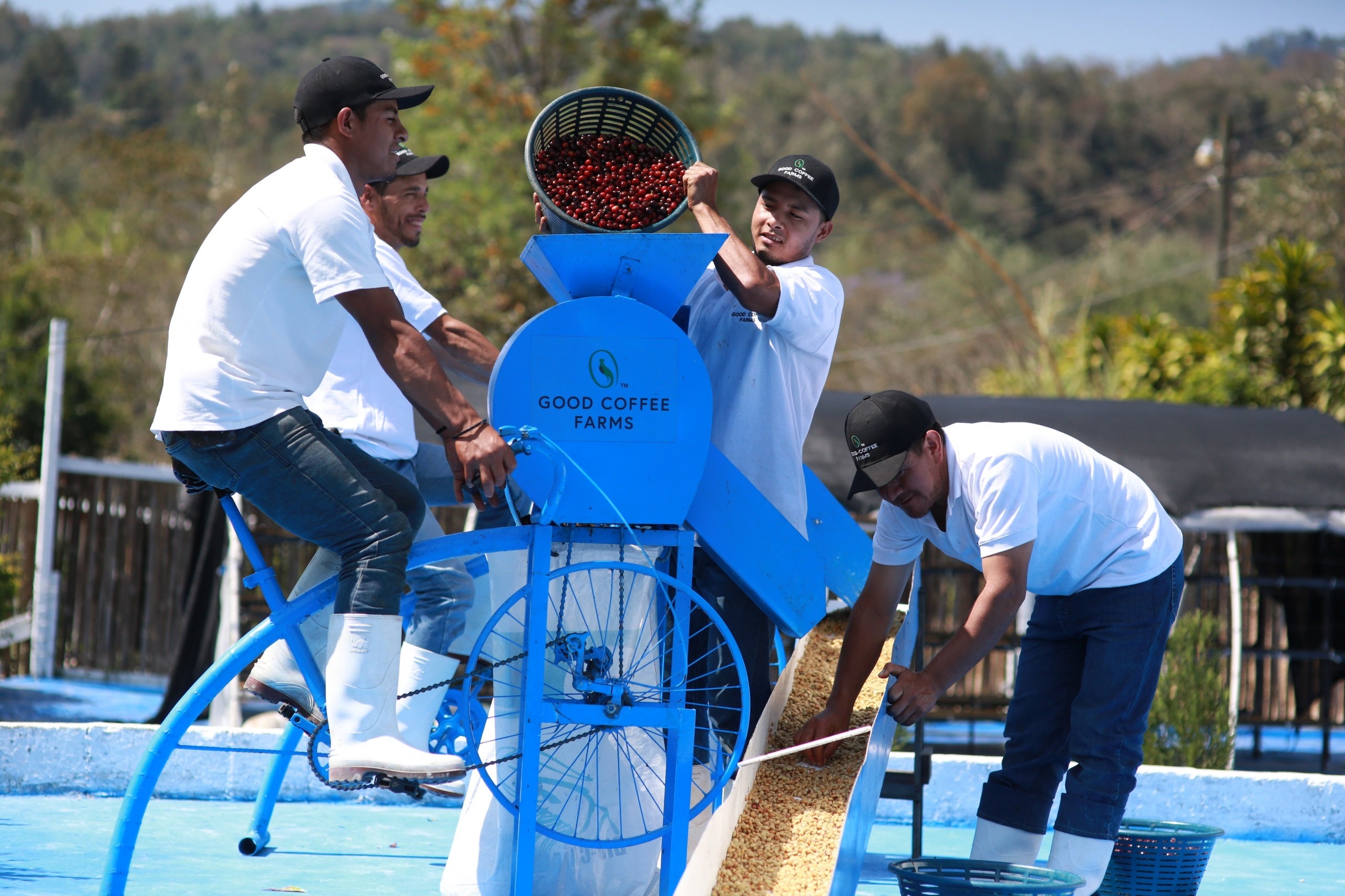 自転車脱穀機を使用しコーヒーチェリーを脱穀している様子