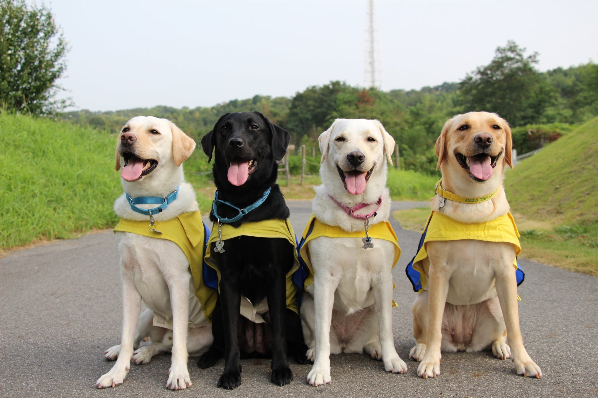 Anaのふるさと納税へ初掲載 困難を抱える方々に犬を通して笑顔を届ける活動を支援しよう 社会福祉法人 日本介助犬協会のプレスリリース Anaのふるさと納税へ初掲載 困難を抱える方々に犬を通して笑顔を届ける活動を支援しよう 社会福祉法人 日本介助犬協会のプレスリリース