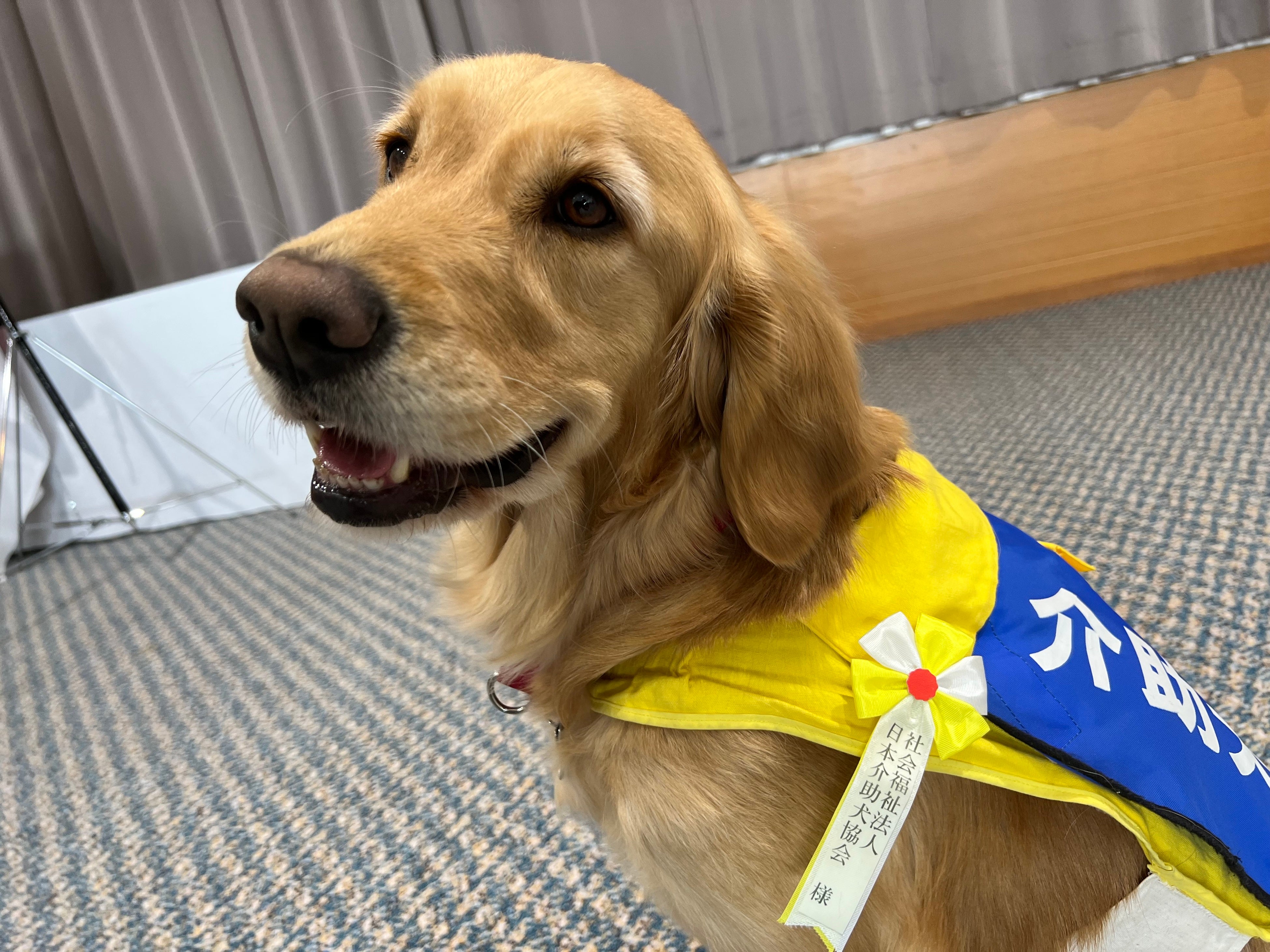 表彰式に出席した介助犬PR犬キララ（ゴールデンレトリバー）