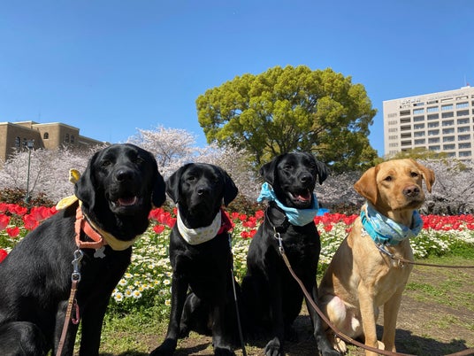【日本介助犬協会】犬と人との出会いをつなぐファミリードッグ説明会開催決定! 【日本介助犬協会】犬と人との出会いをつなぐファミリードッグ説明会開催決定!