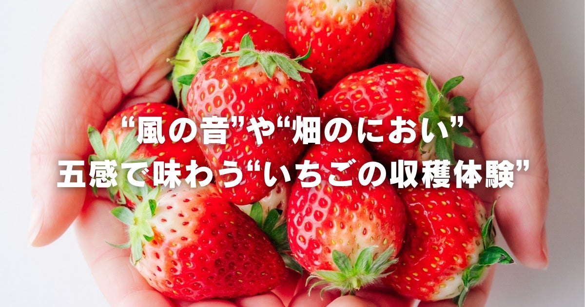 チイオシ鉾田市農業体験プロジェクト第六弾「いちご収穫体験」