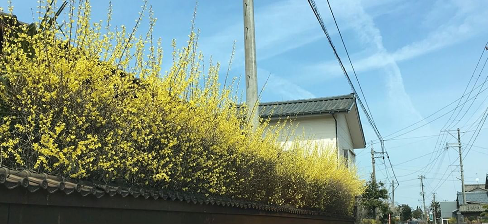 れんぎょう茶街道