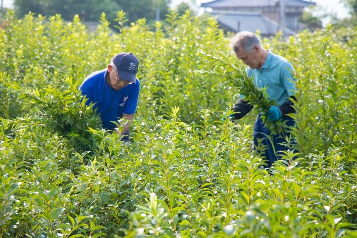 れんぎょう茶葉の収穫