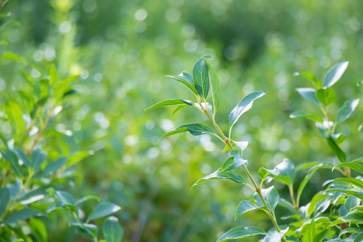 れんぎょうの葉