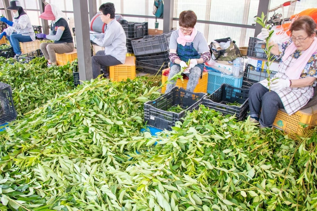 一枚一枚手作業で選別