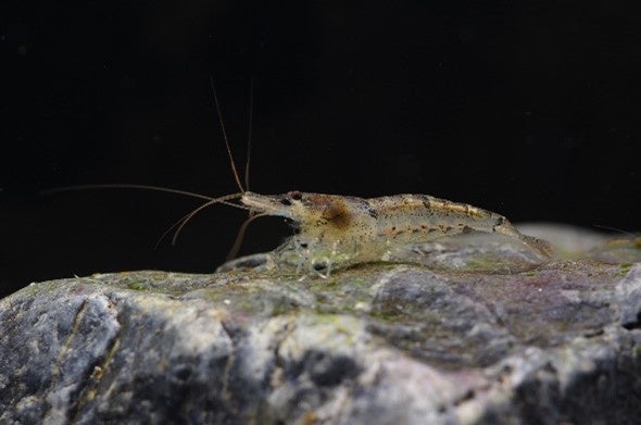 ミナミヌマエビ（京都大学大学院理学研究科・福家悠介氏提供）