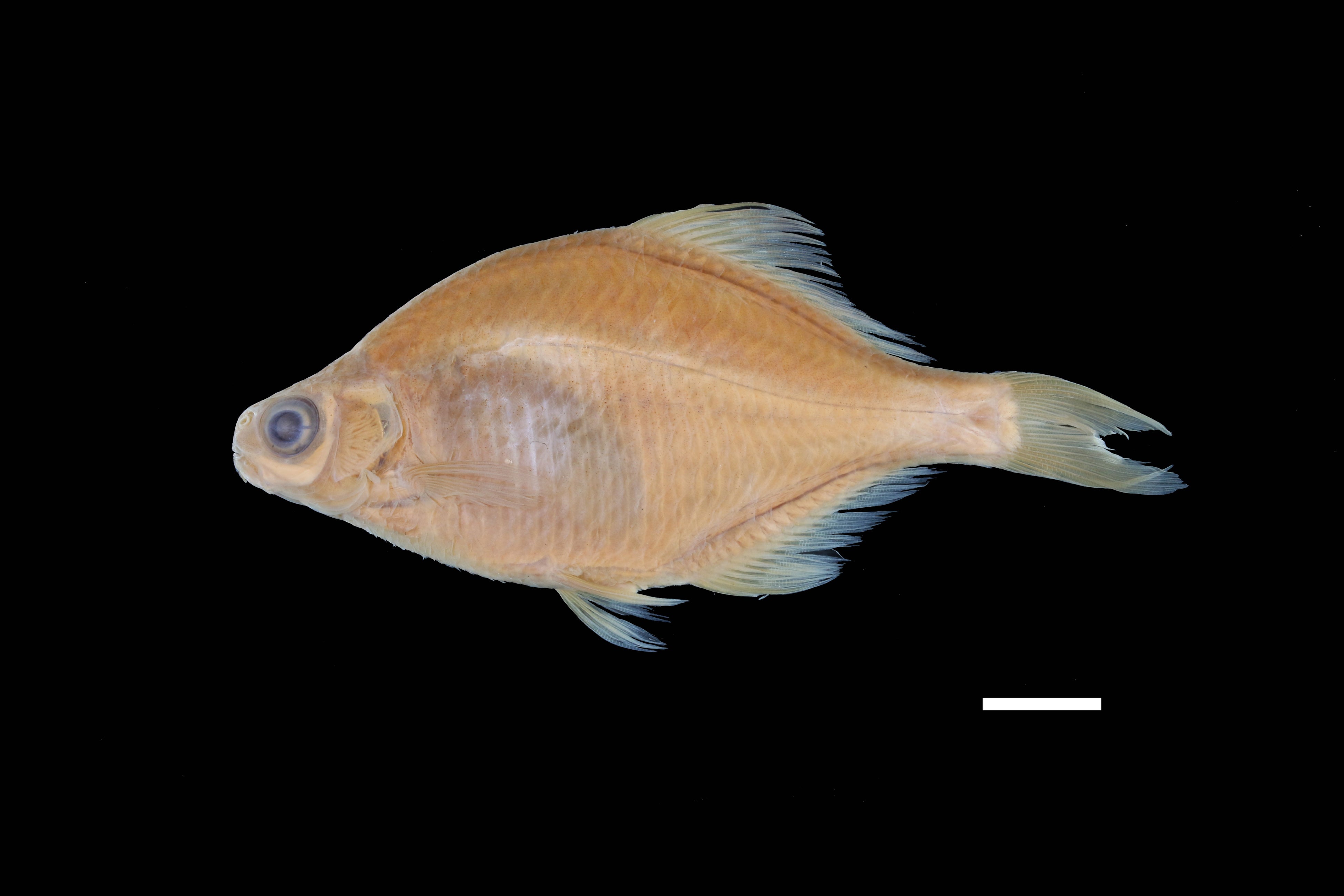 琵琶湖では絶滅したイタセンパラの標本　標本：国立科学博物館所蔵、 写真：琵琶湖博物館　川瀬成吾提供