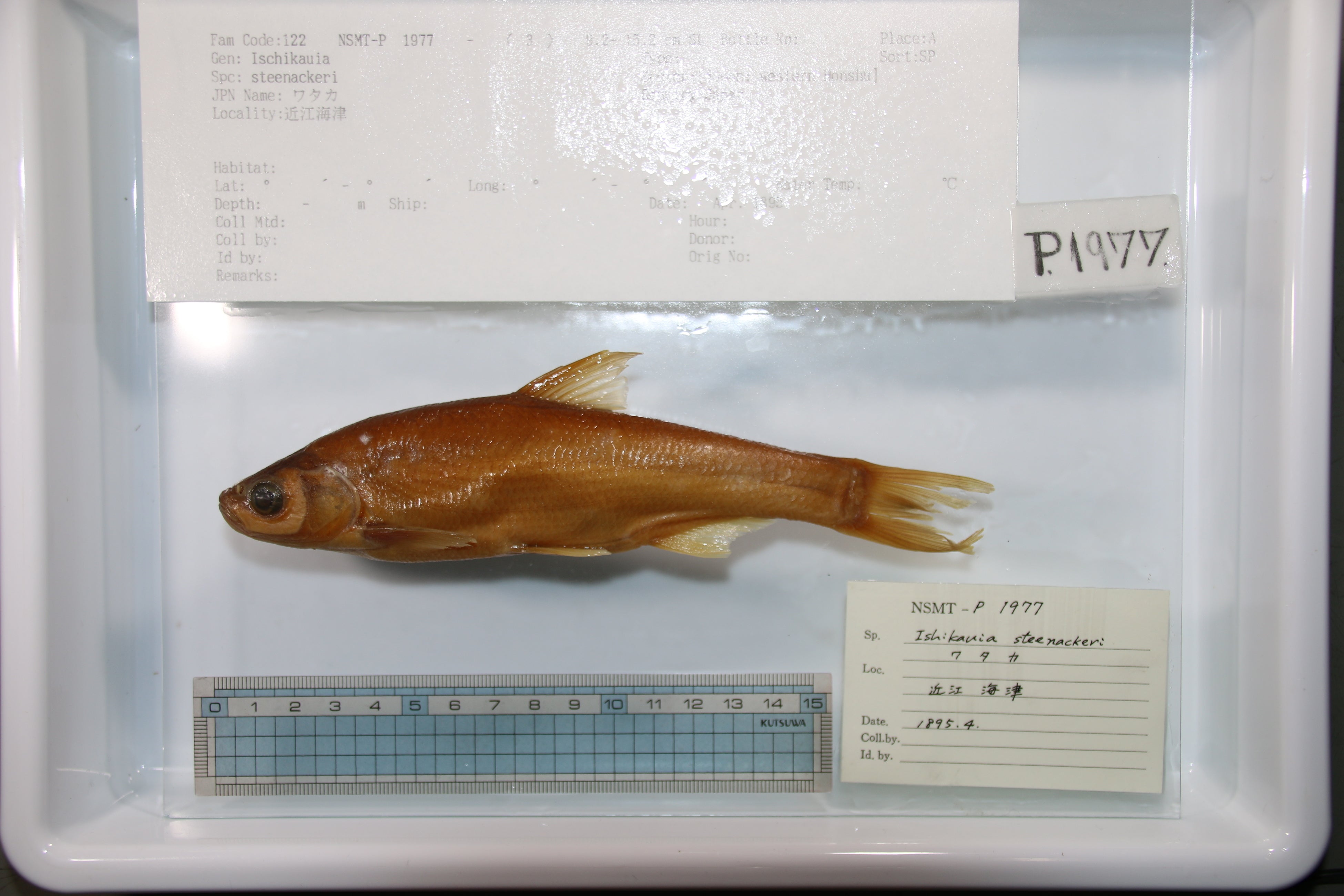 琵琶湖固有種のワタカの標本　標本：国立科学博物館所蔵、 写真：琵琶湖博物館　川瀬成吾提供