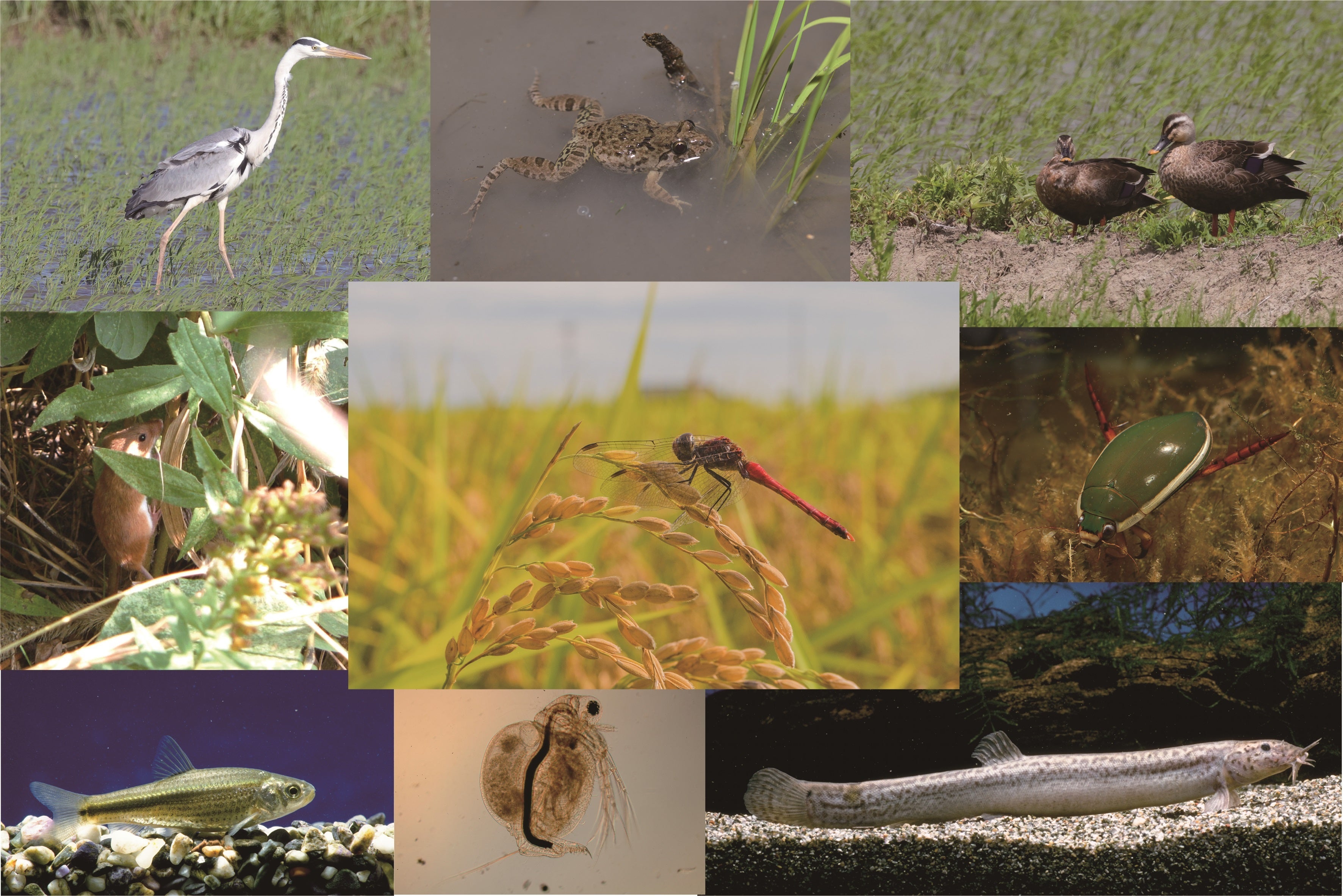びわ博珠玉の田んぼの生き物標本が目白押し