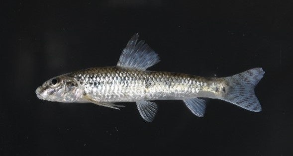 大阪府守口市で採集された ツチフキ。体長約4.7cm。