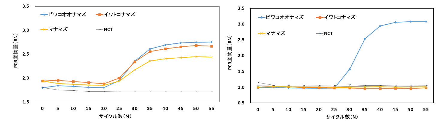 図3リアルタイムPCRの解析結果（左はナマズ属全種、右はビワコオオナマズのみの検出にそれぞれ成功している。NCTはネガティブコントロール。）