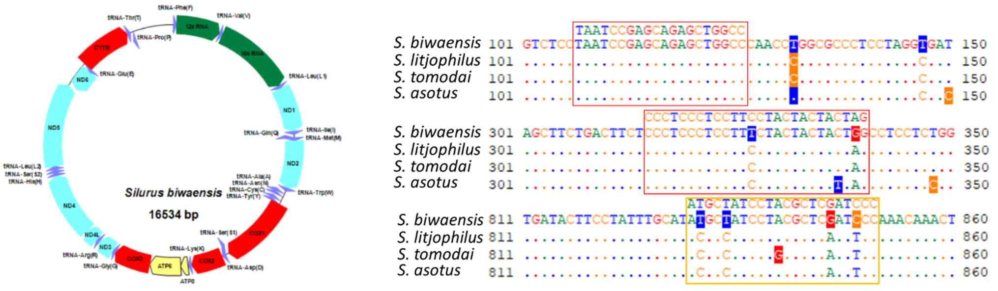 図2　ビワコオオナマズのミトコンドリアDNAの全長構造とリアルタイムPCRプライマー（赤枠）とプローブ（オレンジ色枠）の位置