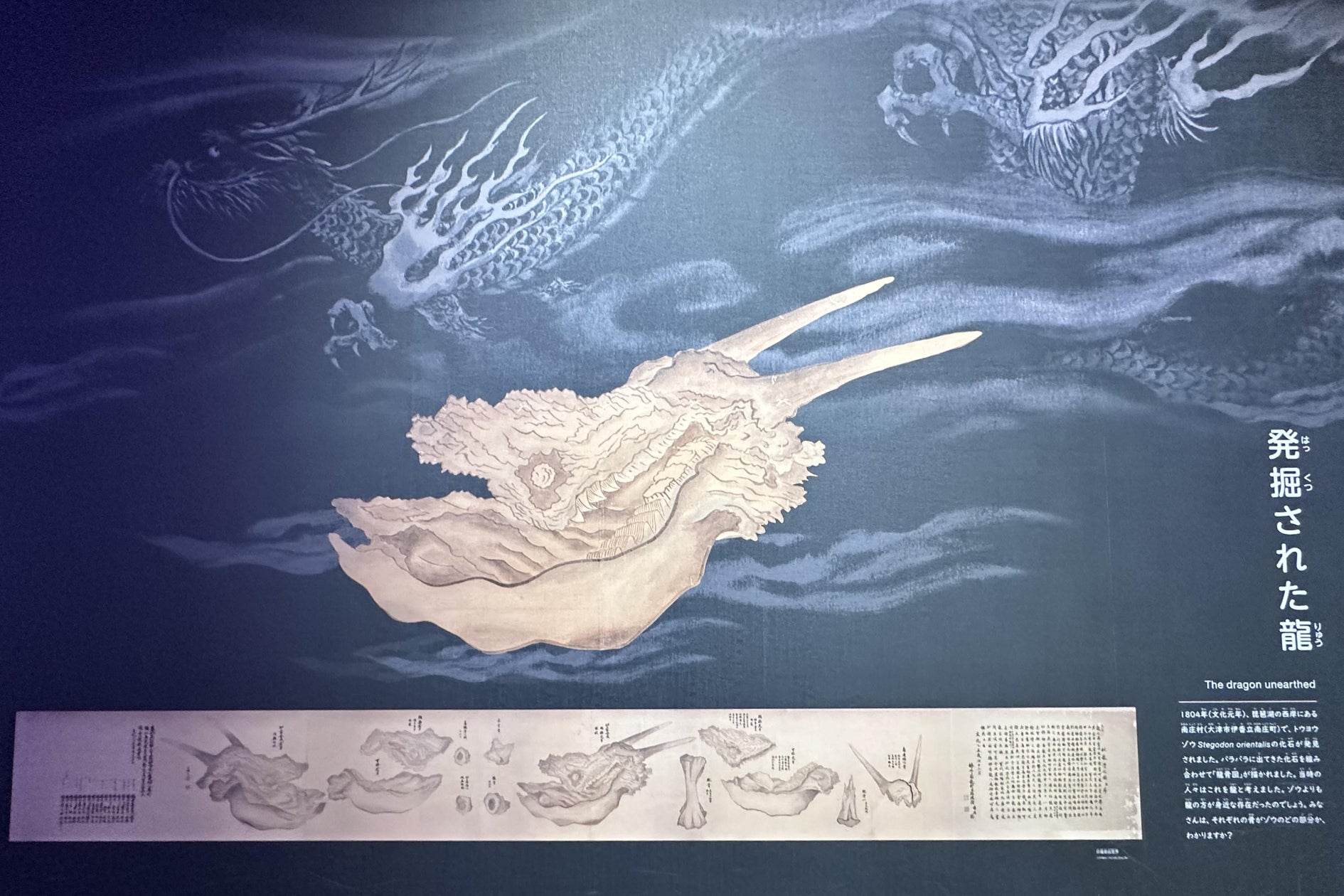 江戸時代に描かれたゾウ化石出土記録絵巻「龍骨図」 実物資料を期間限定で展示します | 滋賀県立琵琶湖博物館のプレスリリース