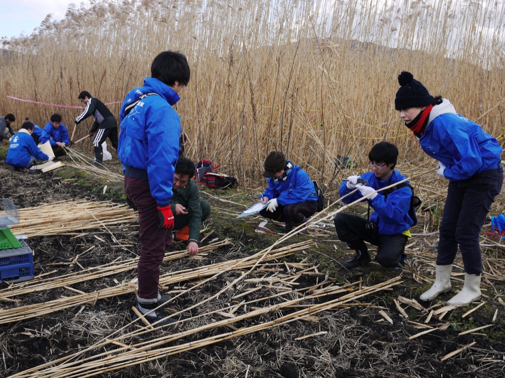 ヨシ原での参加型刈り取り調査の様子