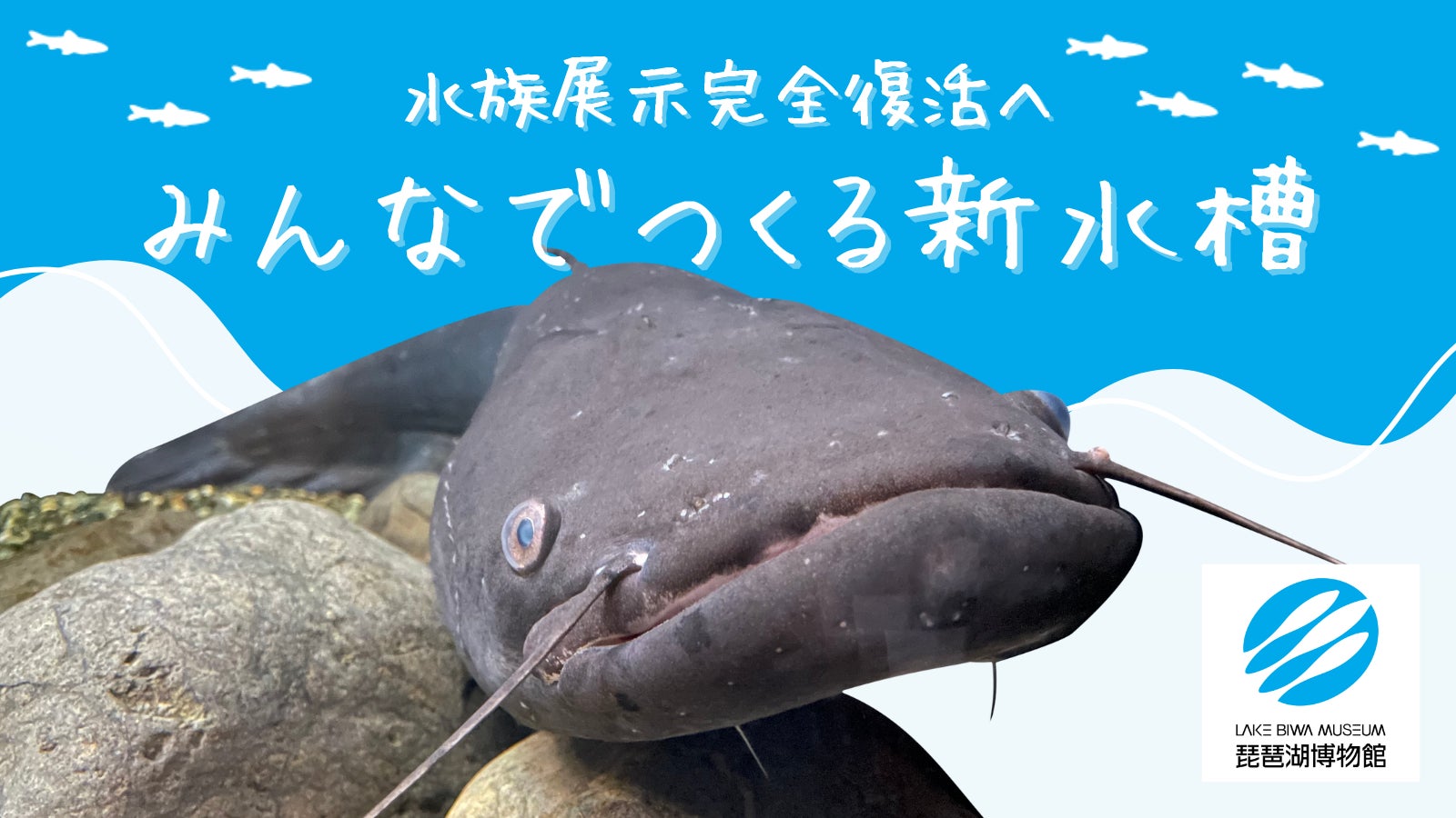 日本唯一にして世界有数の古代湖琵琶湖のシンボル“ビワコオオナマズ 日本唯一にして世界有数の古代湖琵琶湖のシンボル“ビワコオオナマズ