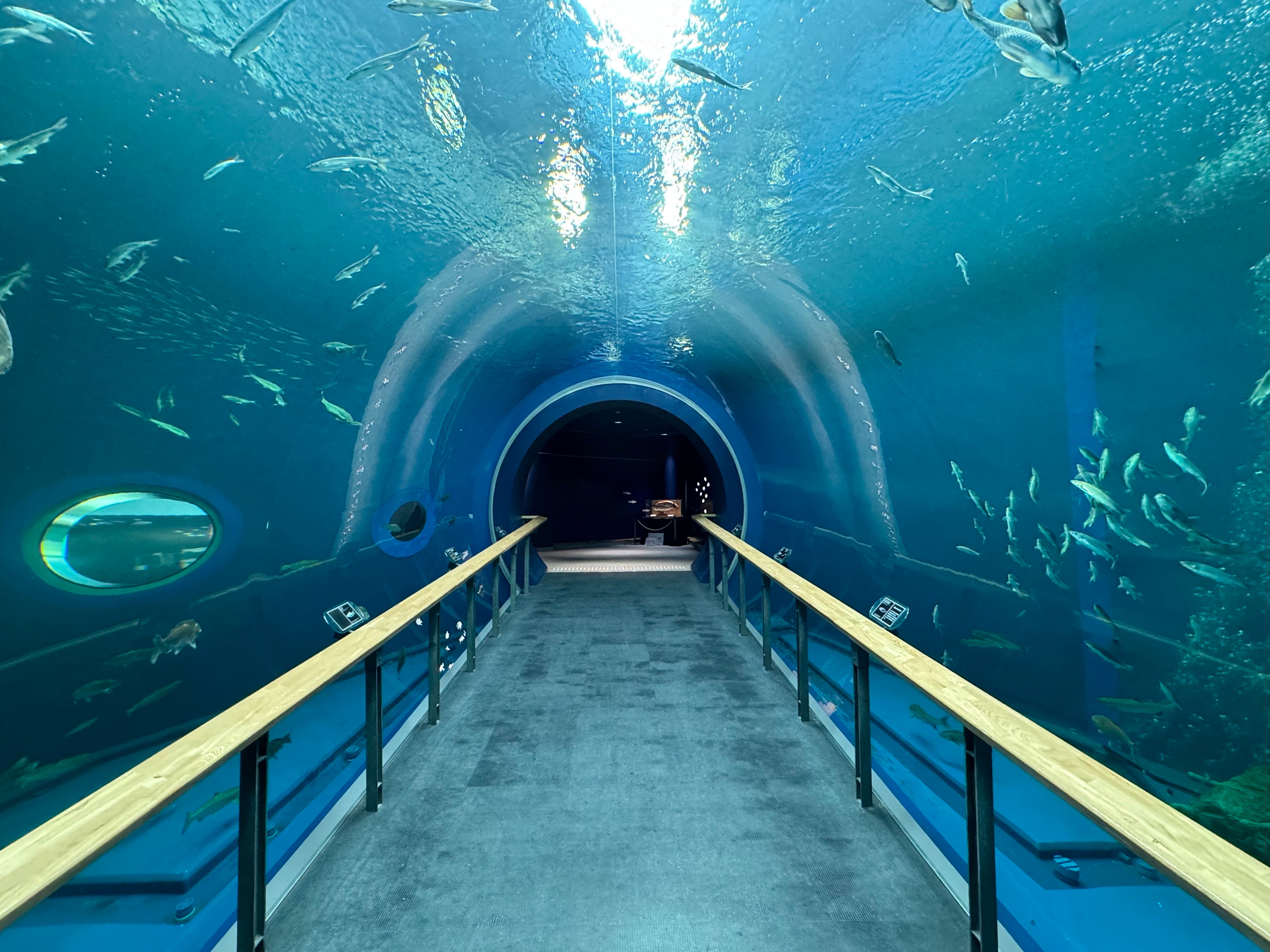 ▲2024年4月に再開したトンネル水槽