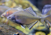 絶滅の危機にある「イタセンパラ」 写真提供・金尾滋史（琵琶湖博物館）