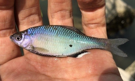 写真③ 淀川水系在来の絶滅危惧種シロヒレタビラ（写真撮影：川瀬）。 臀鰭が白い。