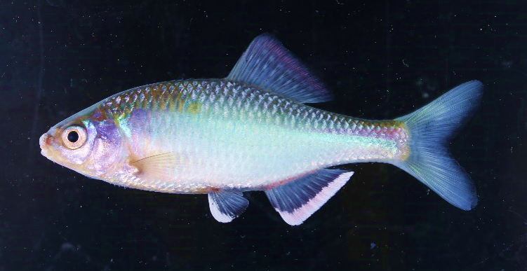 写真①婚姻色の出たオスのミナミアカヒレタビラ（写真：滋賀県立琵琶湖博物館）。臀鰭が赤っぽい。