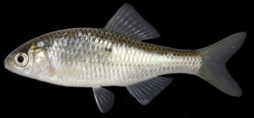 写真② 淀川水系から見つかったミナミアカヒレタビラ（伊藤客員研究員撮影）。標本は滋賀県立琵琶湖博物館に保管（LBM1210059149）。