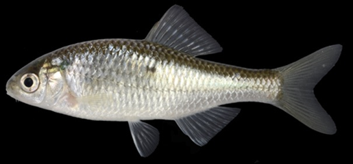 写真② 淀川水系から見つかったミナミアカヒレタビラ（伊藤客員研究員撮影）。標本は滋賀県立琵琶湖博物館に保管（LBM1210059149）