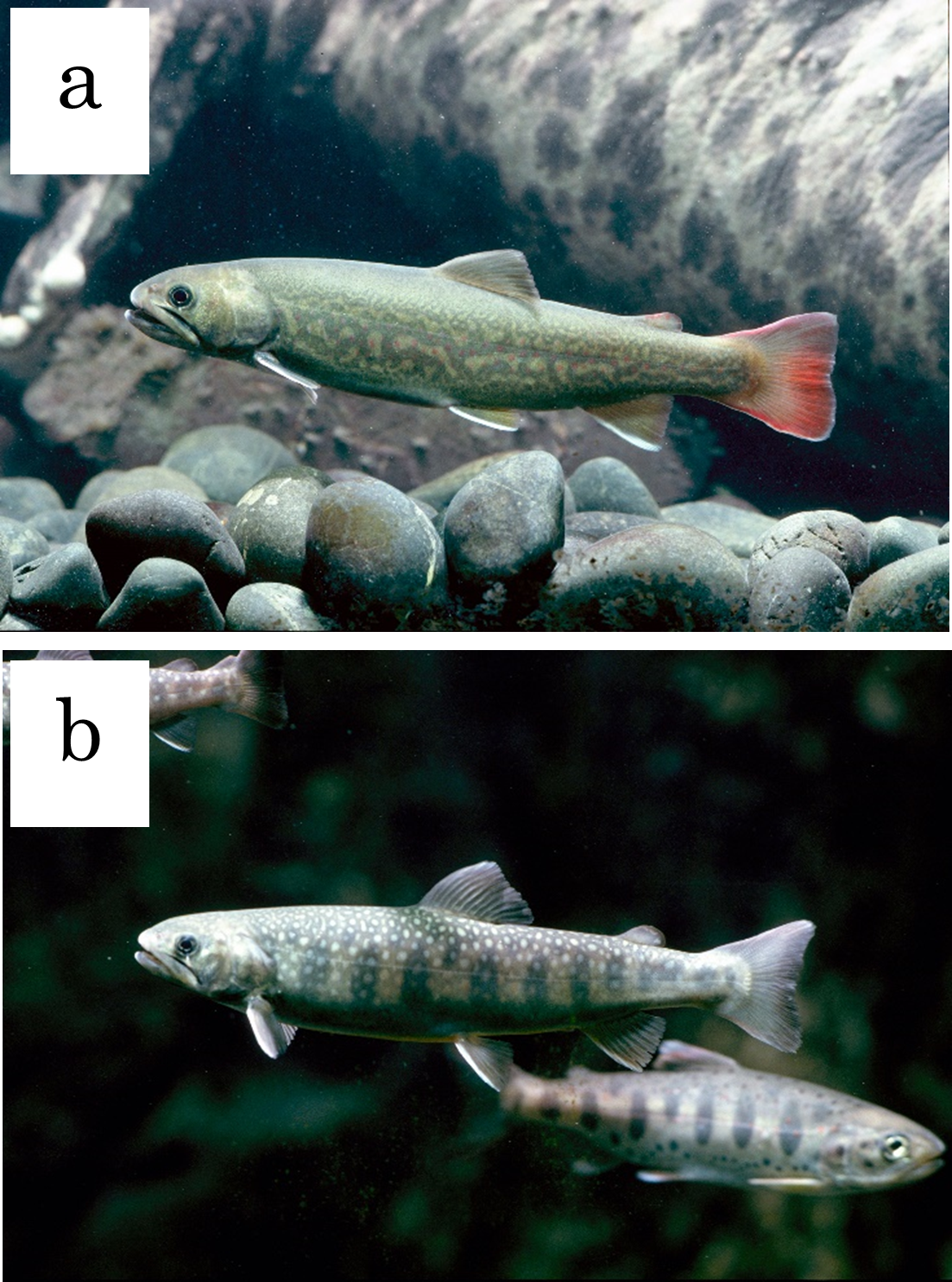 ナガレモンイワナと通常のイワナの比較。 a ：ナガレモンイワナ（特殊斑紋個体）、b ：通常のイワナ。