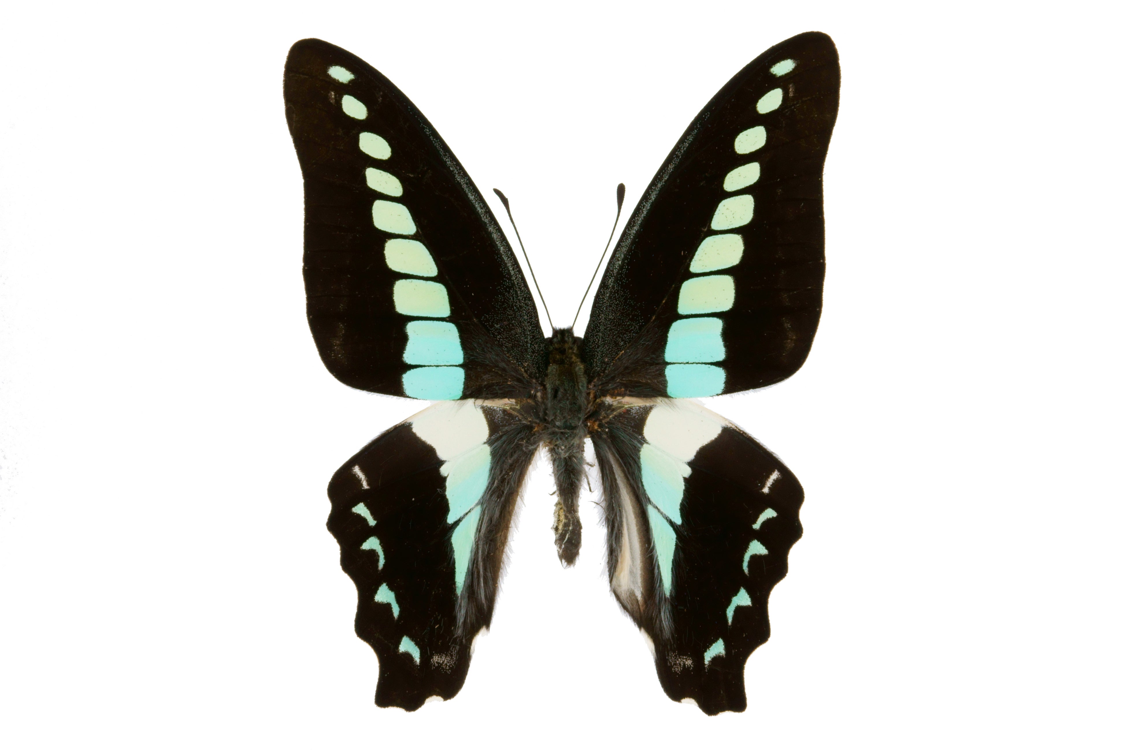 アオスジアゲハ