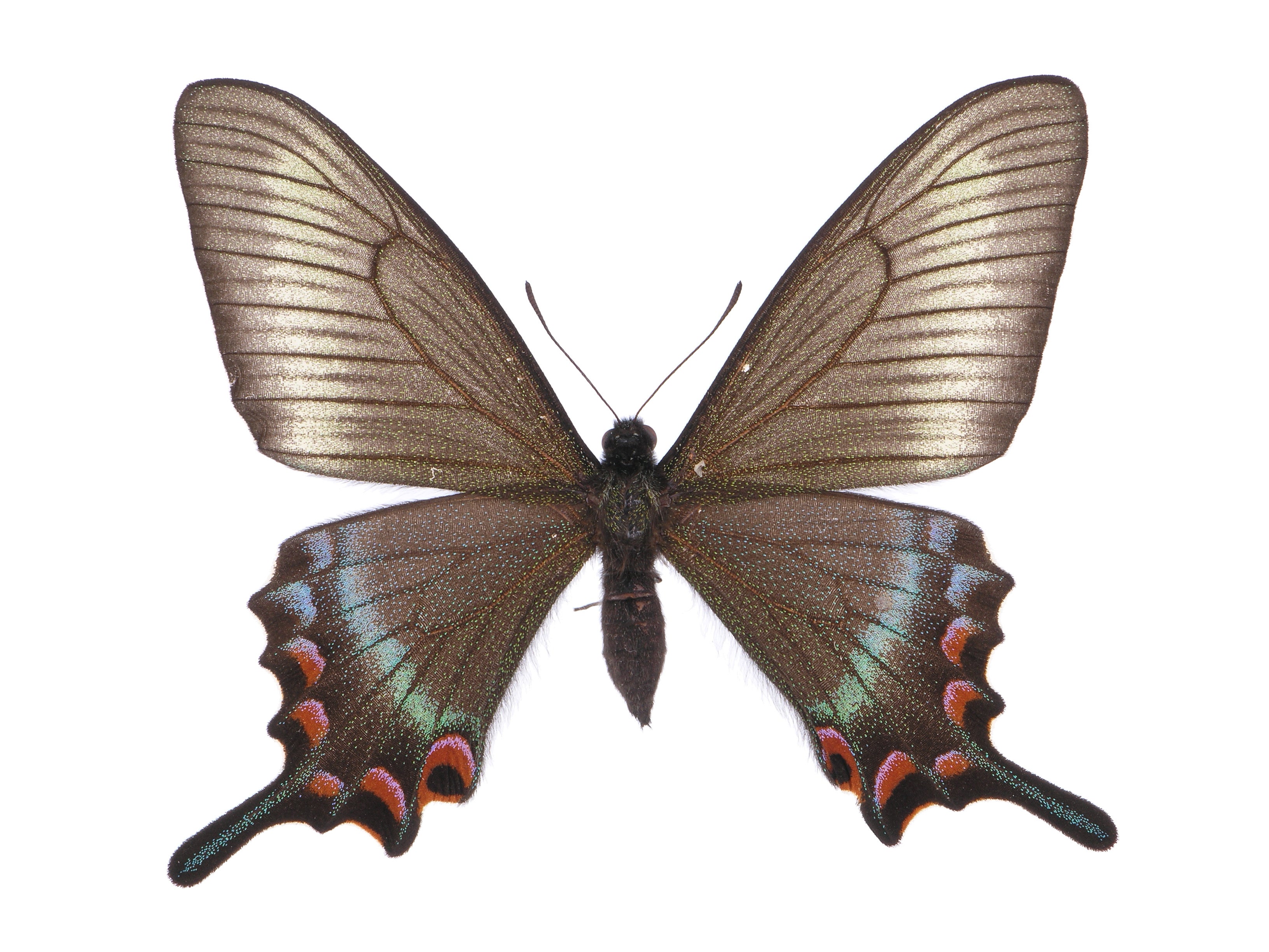 ミヤマカラスアゲハ