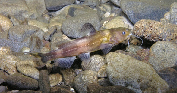 ネコギギ（ffish.asia提供）