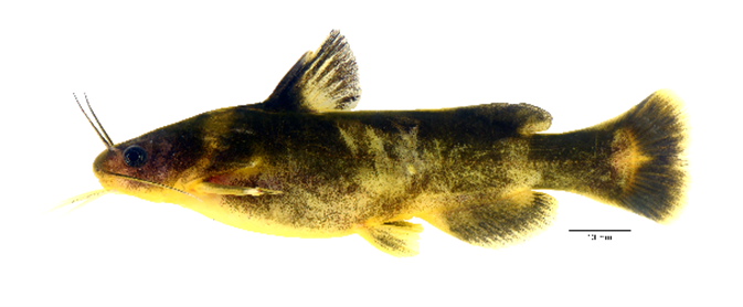 ウサギギギ（洛東江生物資源館キム・サンギ氏提供）