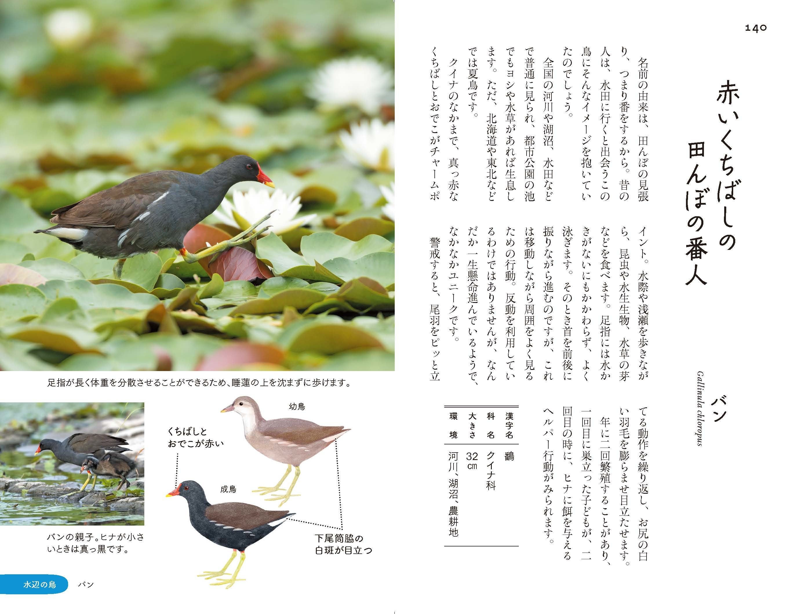 市街地で出会える 身近な野鳥100種を選抜 散歩道の図鑑 あした出会える野鳥100 で あしたの散歩が 今日よりもっと楽しくなる 株式会社インプレスホールディングスのプレスリリース