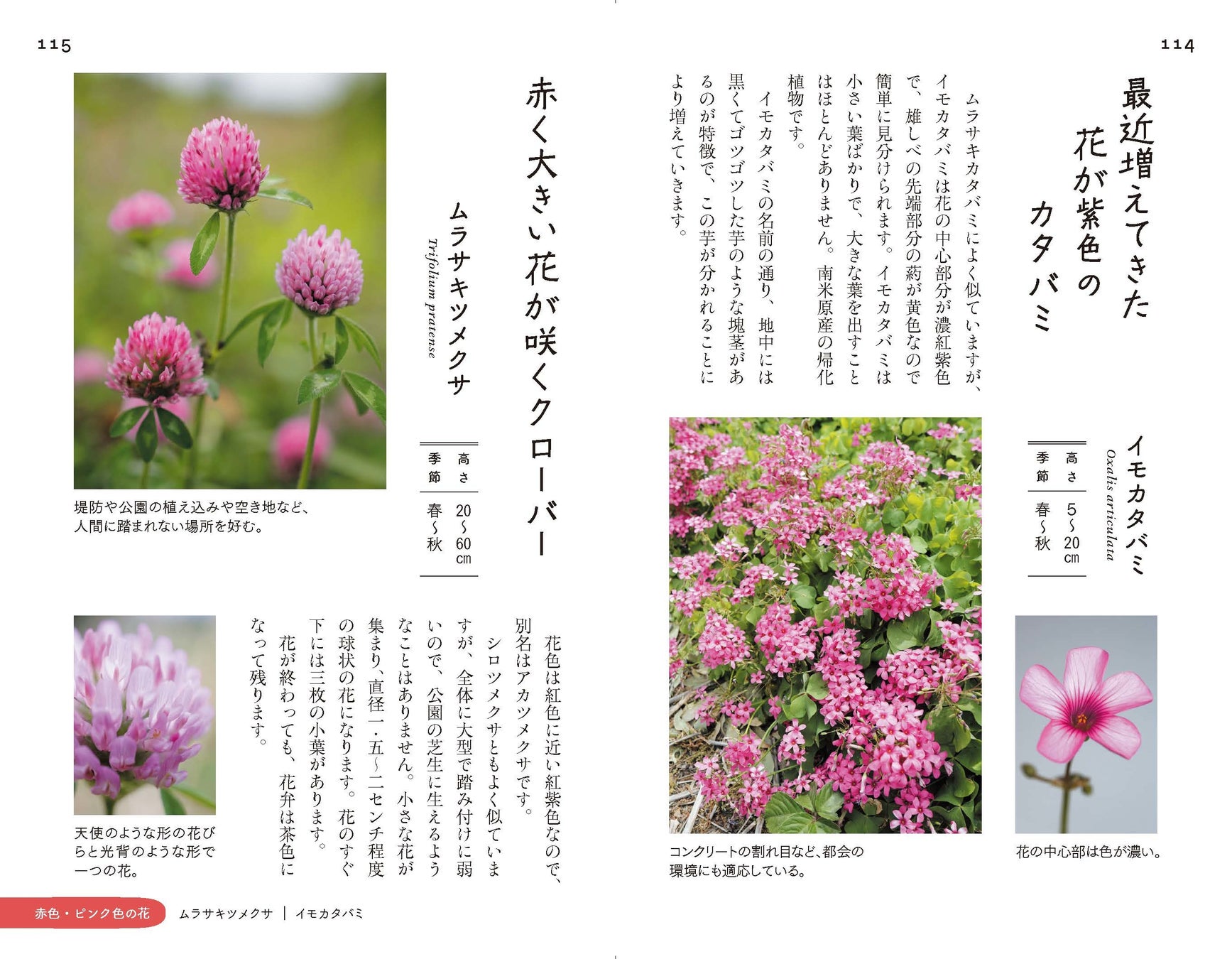 市街地で出会える 身近な雑草の花100種を選抜 散歩道の図鑑 あした出会える雑草の花 100 で あしたの散歩が 今日よりもっと楽しくなる 株式会社インプレスホールディングスのプレスリリース 市街地で出会える 身近な雑草の花100種を選抜 散歩道の図鑑 あした出会える雑草の花 100 で あしたの散歩が 今日よりもっと楽しくなる 株式会社インプレスホールディングスのプレスリリース