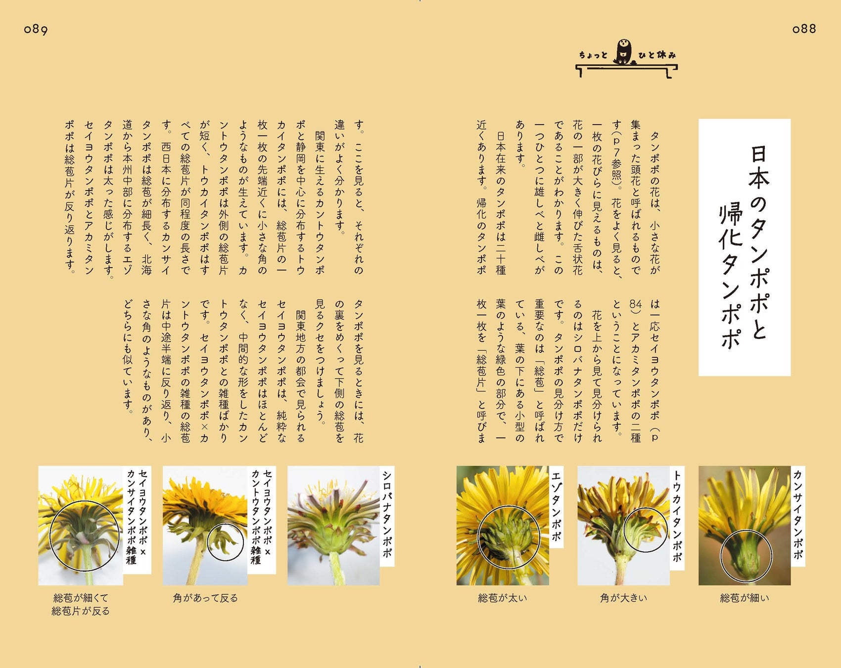 市街地で出会える 身近な雑草の花100種を選抜 散歩道の図鑑 あした出会える雑草の花 100 で あしたの散歩が 今日よりもっと楽しくなる 株式会社インプレスホールディングスのプレスリリース 市街地で出会える 身近な雑草の花100種を選抜 散歩道の図鑑 あした出会える雑草の花 100 で あしたの散歩が 今日よりもっと楽しくなる 株式会社インプレスホールディングスのプレスリリース