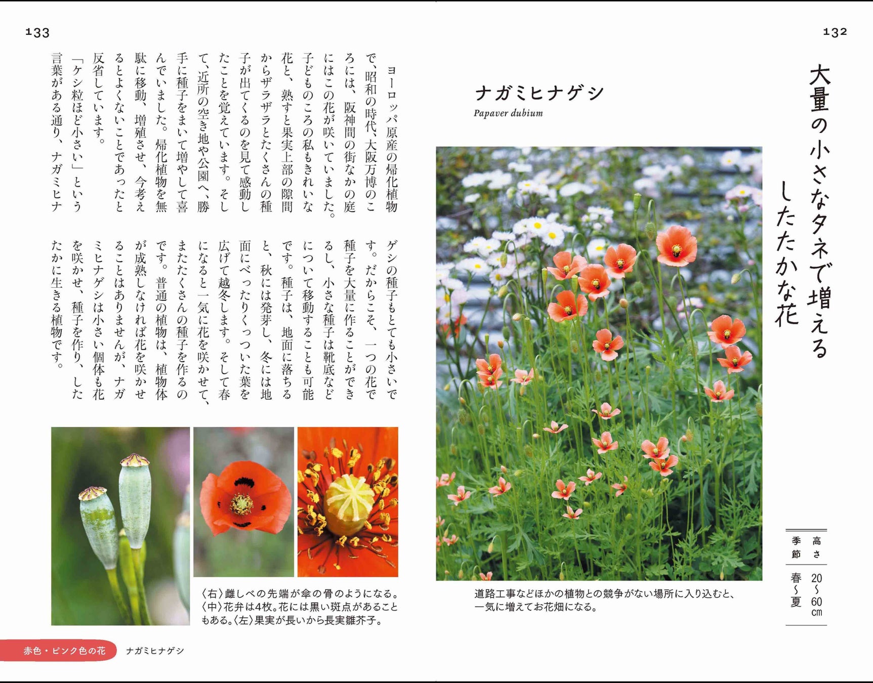 市街地で出会える 身近な雑草の花100種を選抜 散歩道の図鑑 あした出会える雑草の花 100 で あしたの散歩が 今日よりもっと楽しくなる 株式会社インプレスホールディングスのプレスリリース 市街地で出会える 身近な雑草の花100種を選抜 散歩道の図鑑 あした出会える雑草の花 100 で あしたの散歩が 今日よりもっと楽しくなる 株式会社インプレスホールディングスのプレスリリース
