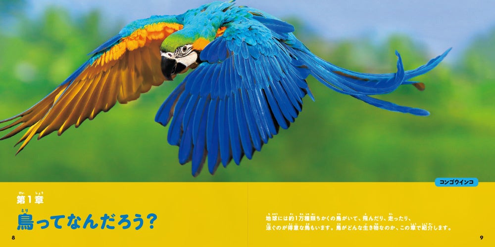 たのしくてふしぎな鳥たちの世界！『ナショジオキッズ 大きな