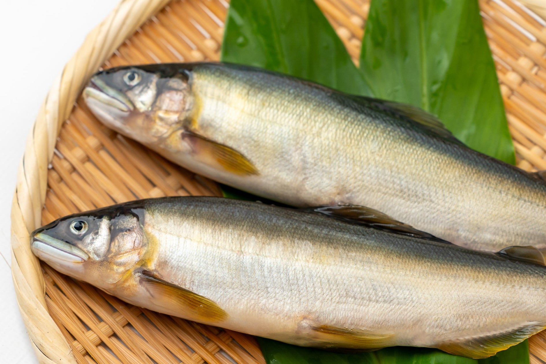 高知県内最後の鮎養殖場を、食べて応援しよう! ECサイト「高知かわうそ市場」で販売!