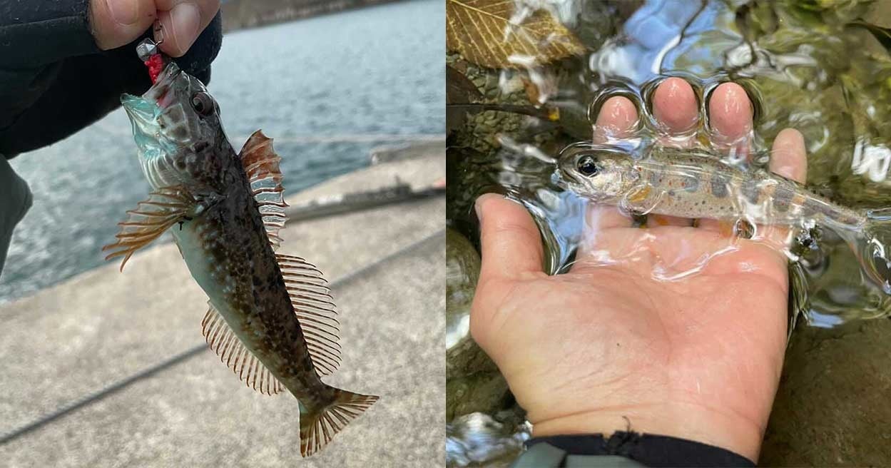 田中が出会った魚たち