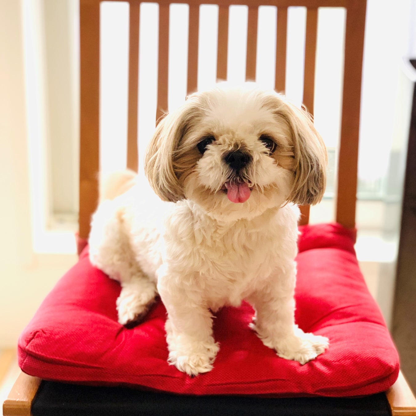 銀座 蔦屋書店 犬をモチーフにしたゆるくて可愛い作品が集合 アーティスト Mycoroのpop Upフェア 博 Wan Wan Expo を9 1 木 より開催 カルチュア コンビニエンス クラブ株式会社 Ccc Art Lab のプレスリリース 銀座 蔦屋書店 犬をモチーフにしたゆるくて可愛い作品が集合 アーティスト Mycoroのpop Upフェア 博 Wan Wan Expo を9 1 木 より開催 カルチュア コンビニエンス クラブ株式会社 Ccc Art Lab のプレスリリース