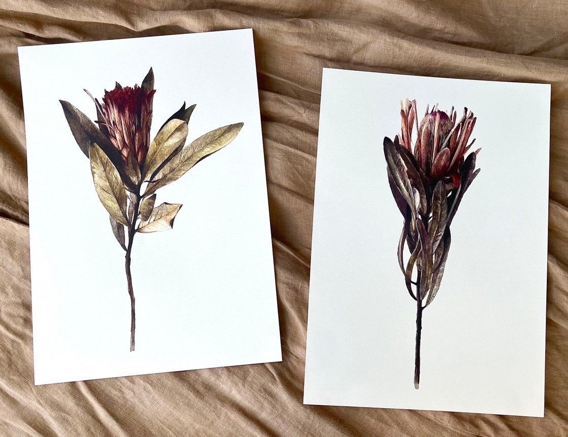 写真左：「robin」、写真右：「venus」