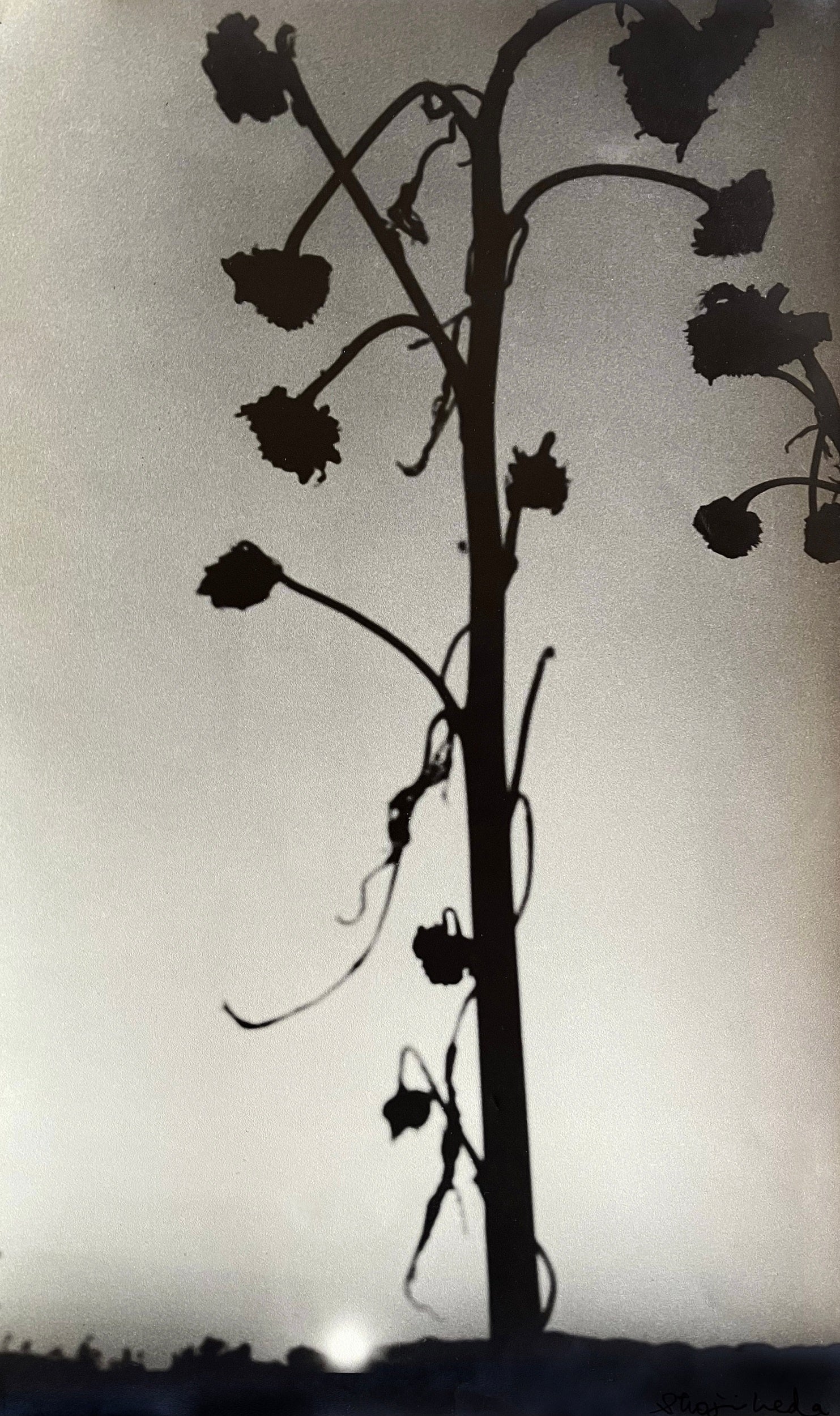 植田 正治「落日」1935年頃