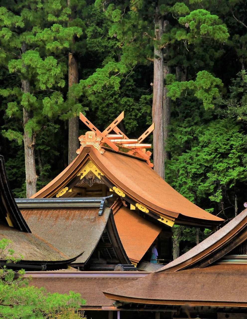 美しく葺き変わったご本殿