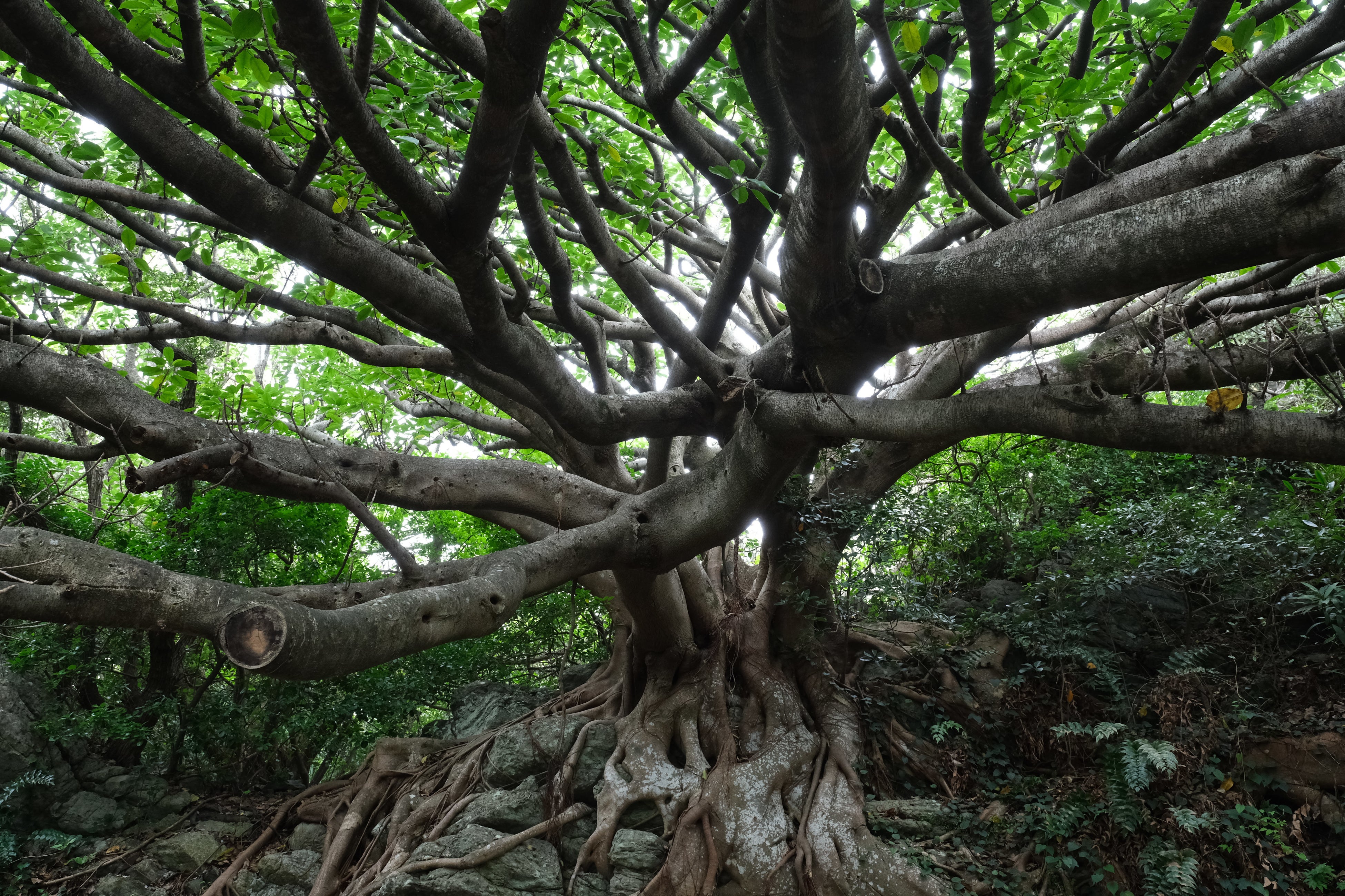 室戸岬岩礁遊歩道