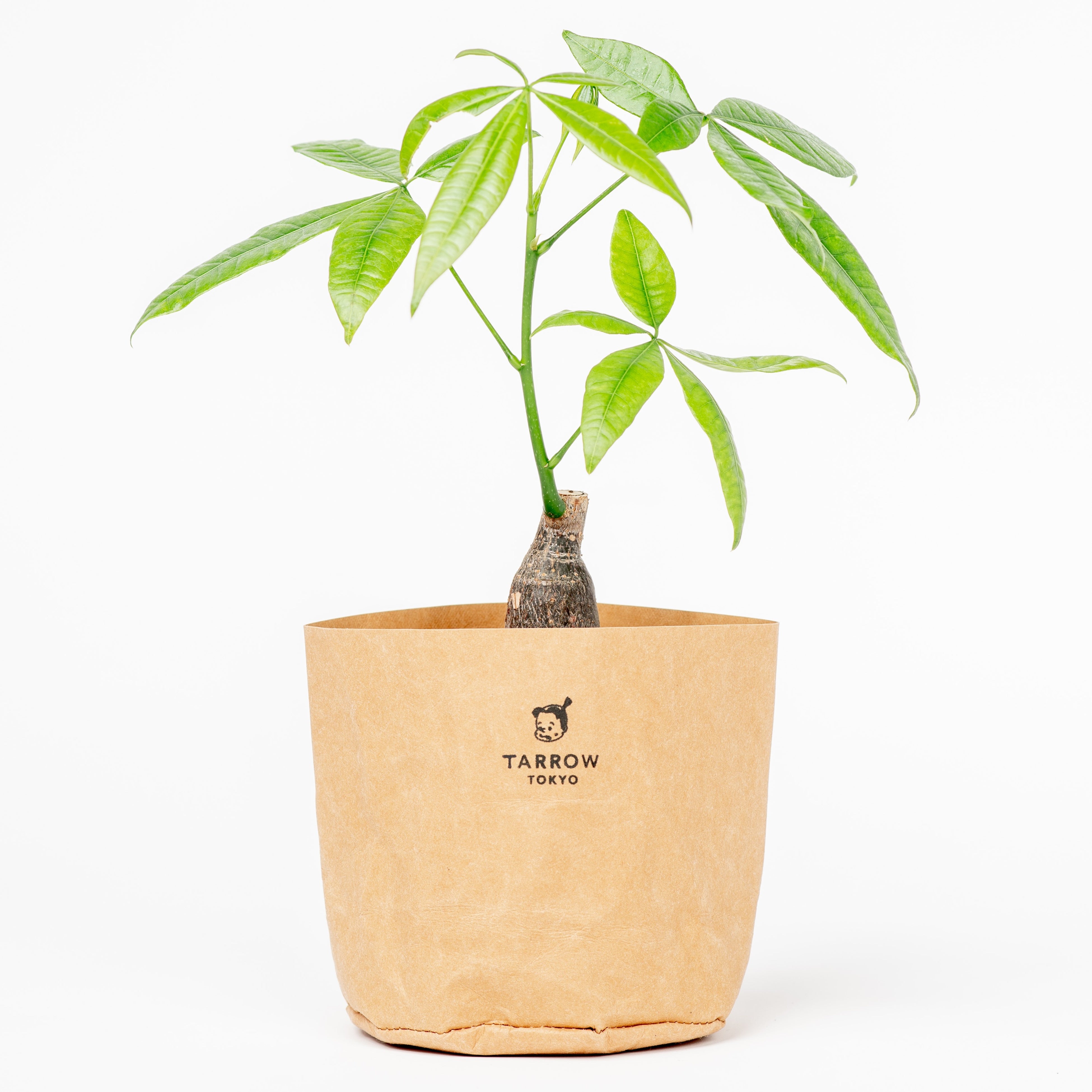 アパレルOEM発のブランド「TARROW TOKYO」が植物コミュニティ