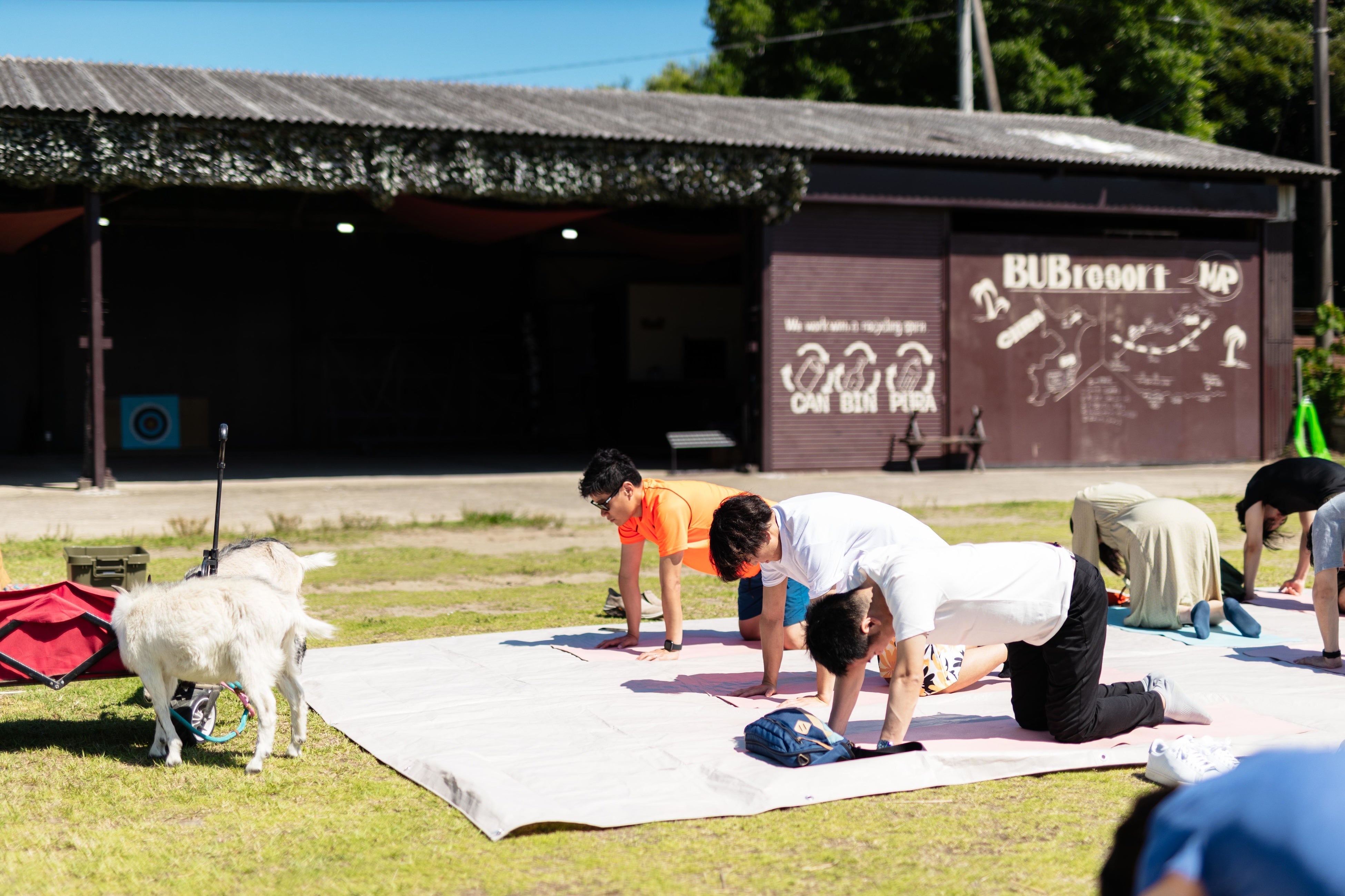 ヤギと一緒に朝ヨガ